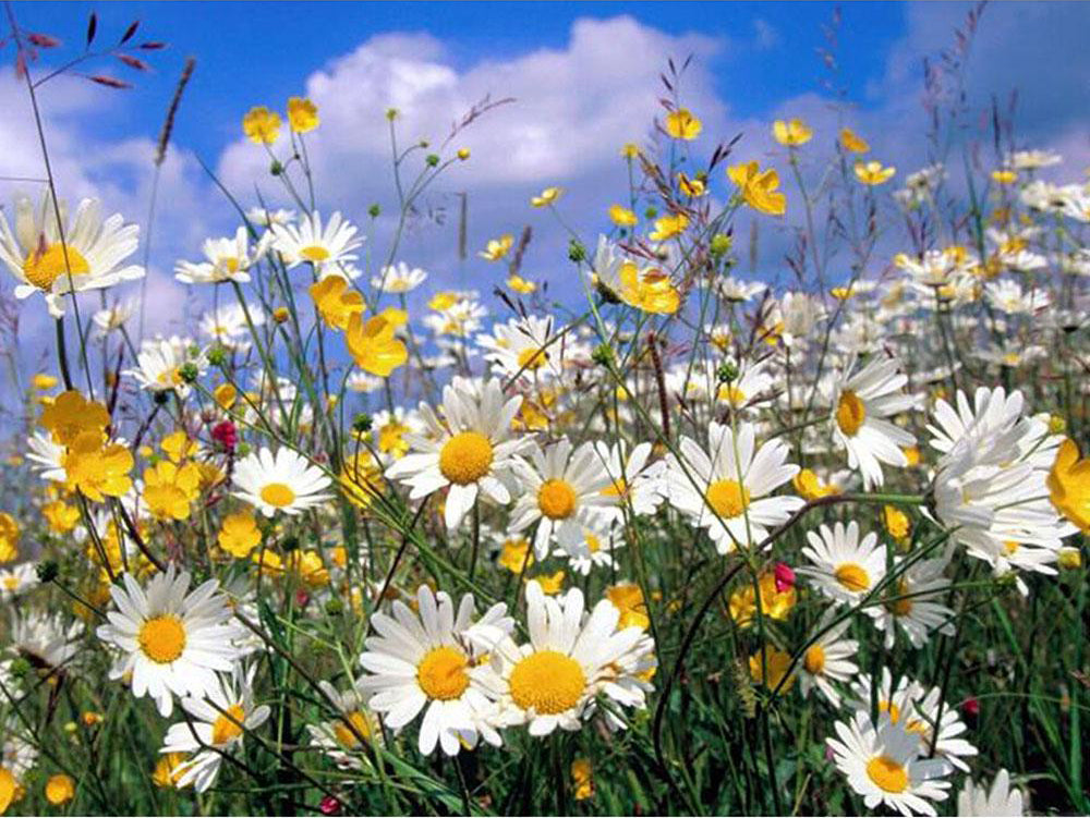 kleines Gänseblümchen Malen nach Zahlen