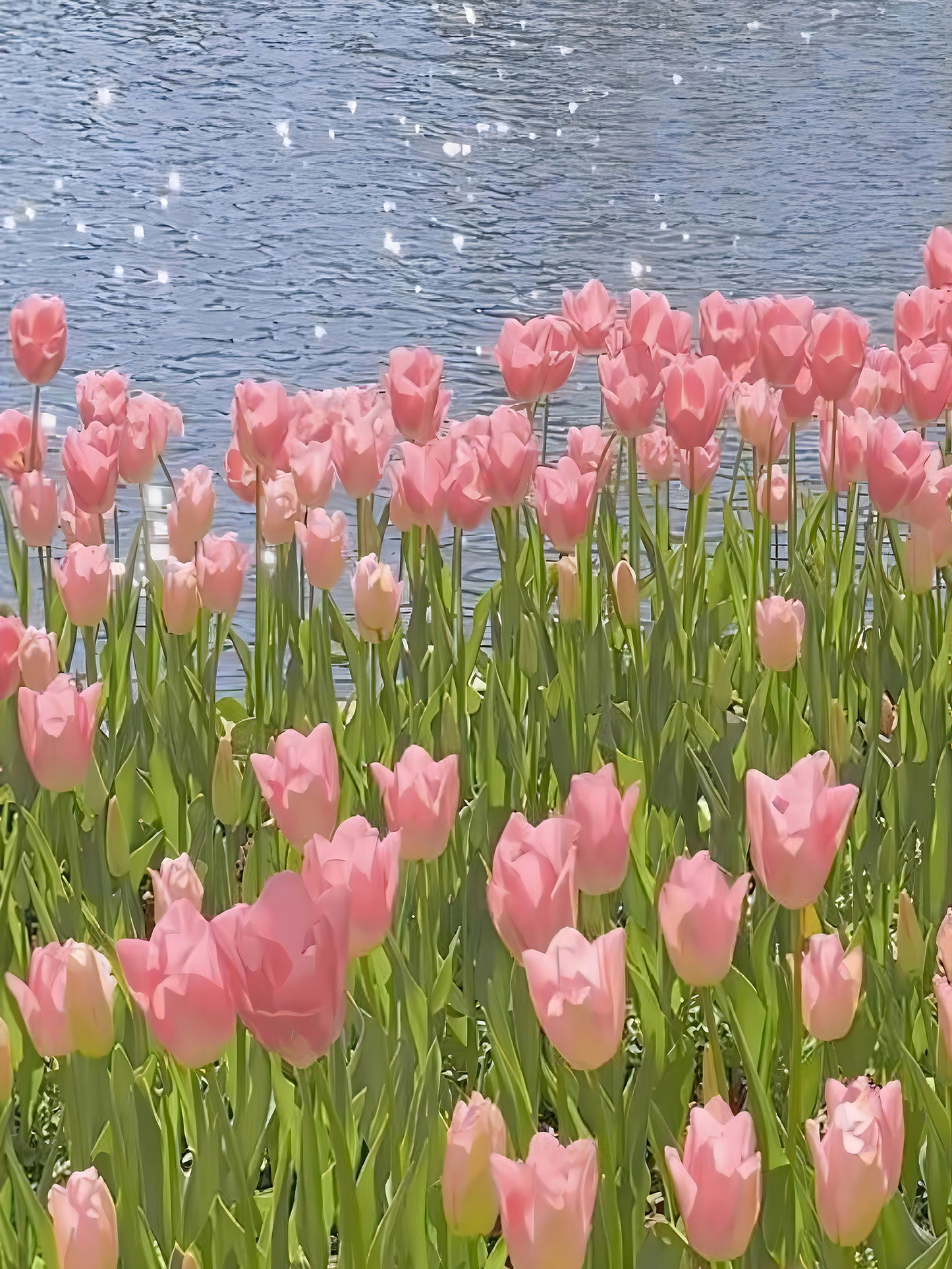 Tulpenvase  Malen nach Zahlen