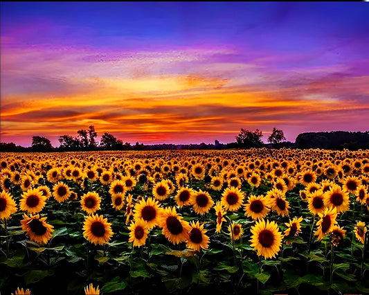 Sonnenblume Malen nach Zahlen