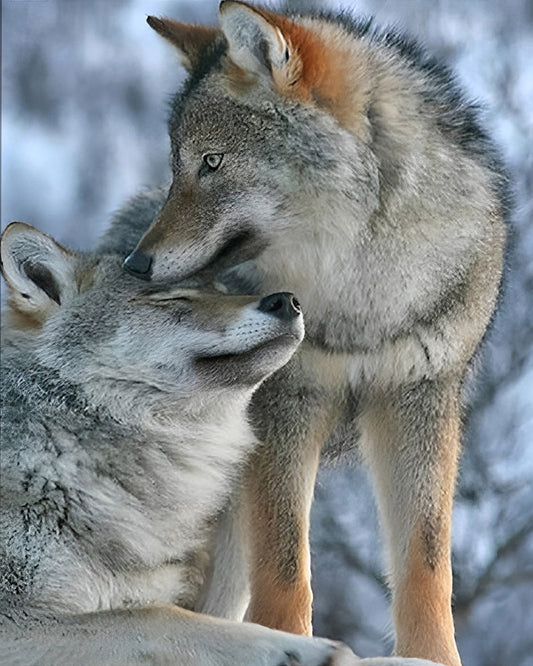 Wolf Malen nach Zahlen