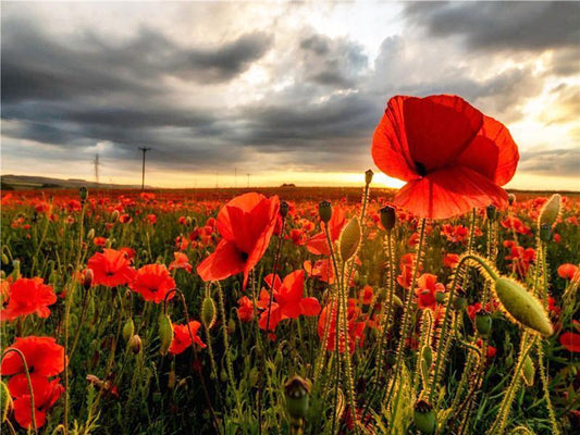 Blume   Malen nach Zahle