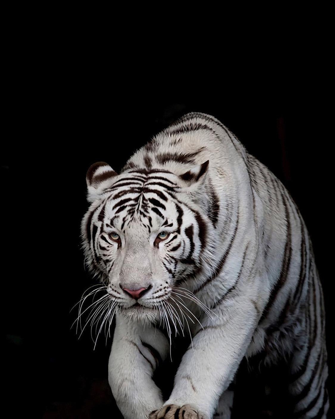 weißer Tiger    Malen nach Zahlen