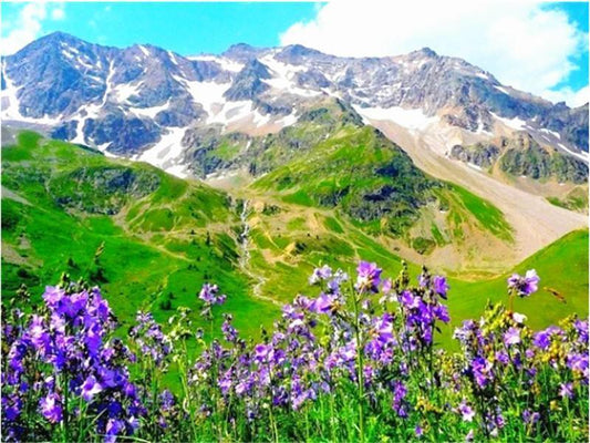 Lavendel  Malen nach Zahlen